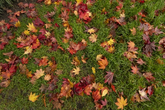 Tiled Image