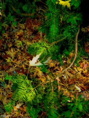 Tiled Image