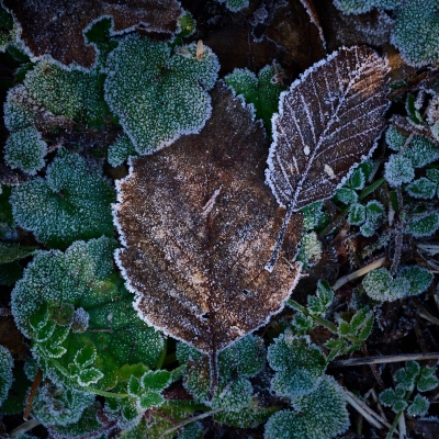 Tiled Image